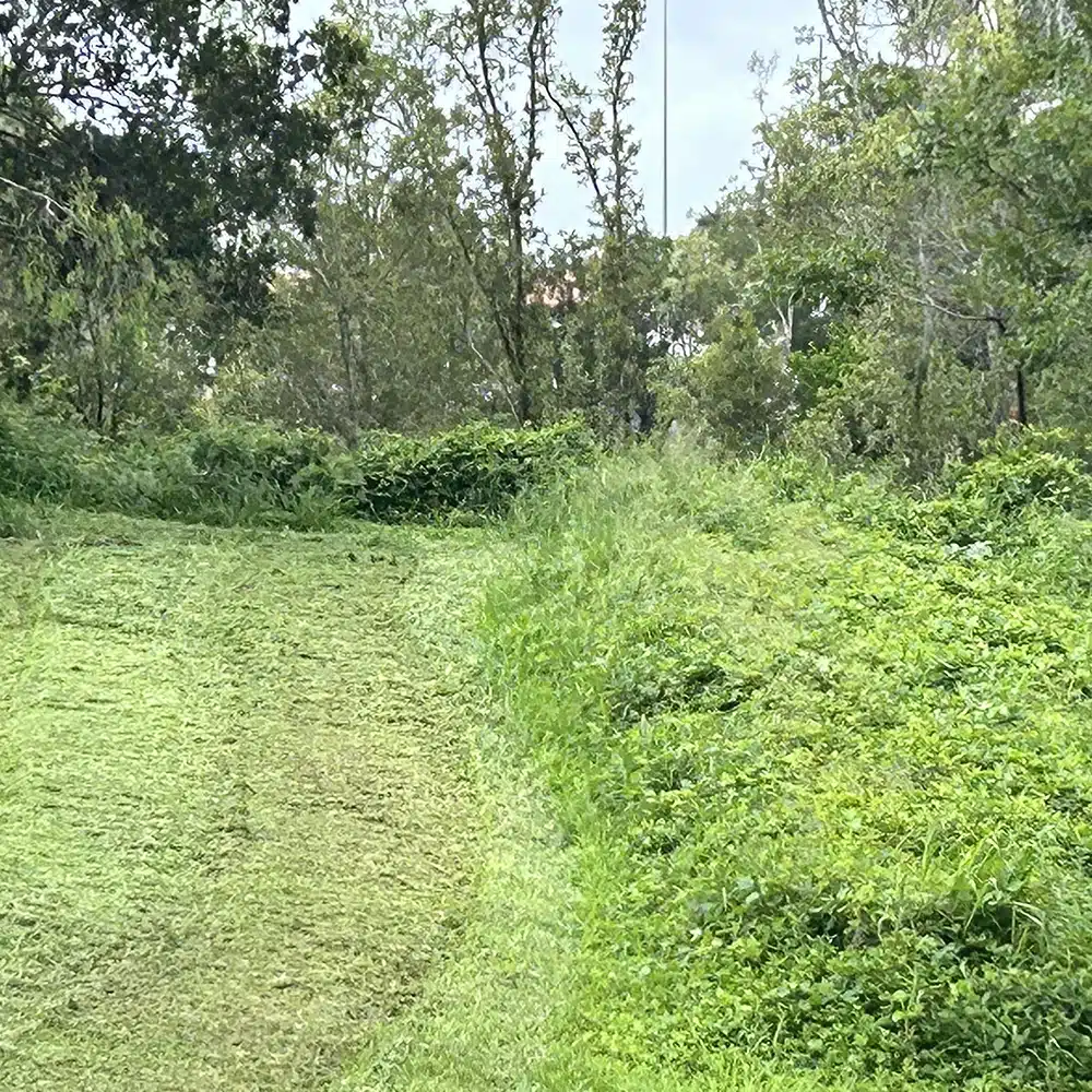 Lantana Removal Service for Hinterland Acreage and Rural Properties on the Sunshine Coast and surrounds