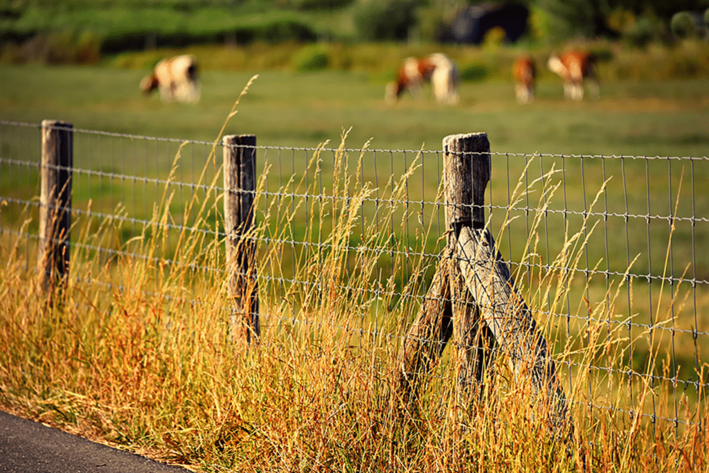 Post and Wire Rural Fencing containing livestock in the Sunshine Coast Hinterland